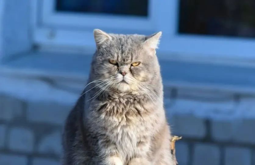 Yoga tegen een kater