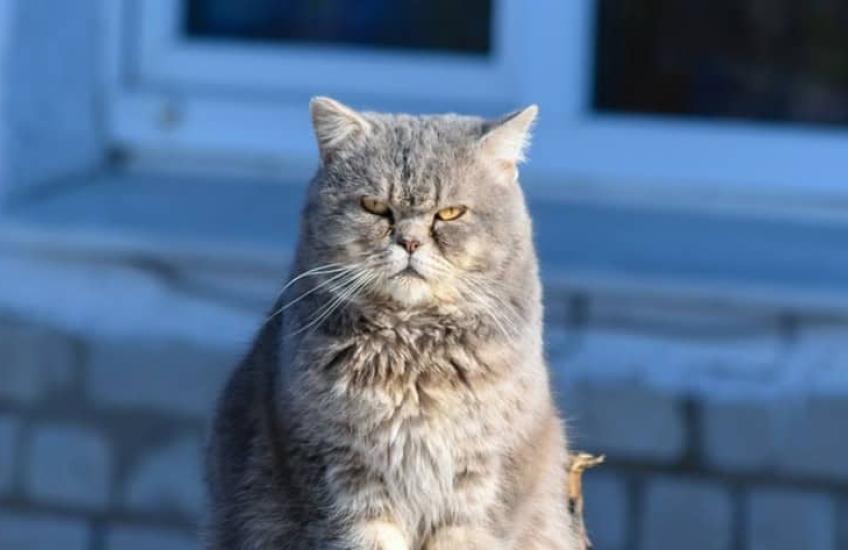 Yoga tegen een kater