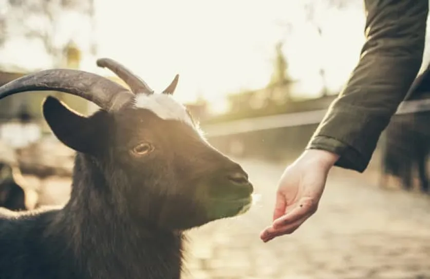Geitenyoga in Amsterdam