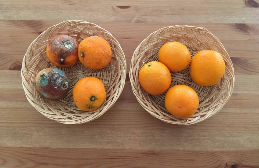 Fruit blijft langer vers! Foto Svitec 