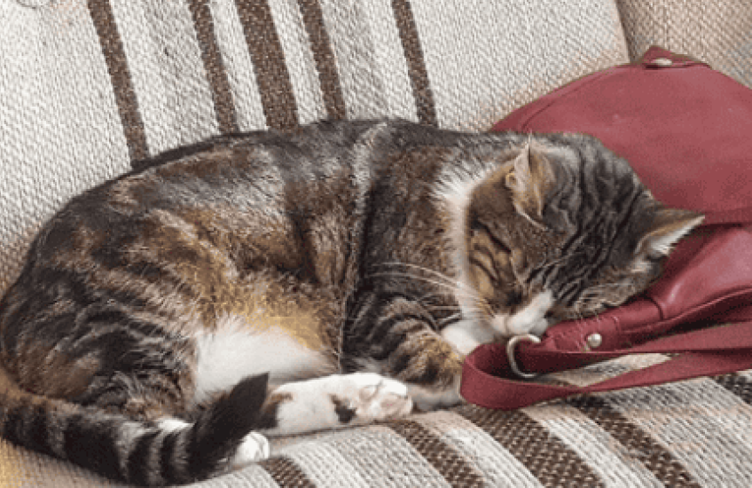 Yoga International aan de meowga	 © Kattencafé Kopjes