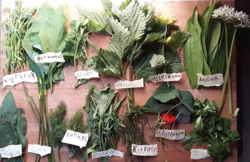 Yoga International: wilplukfeest