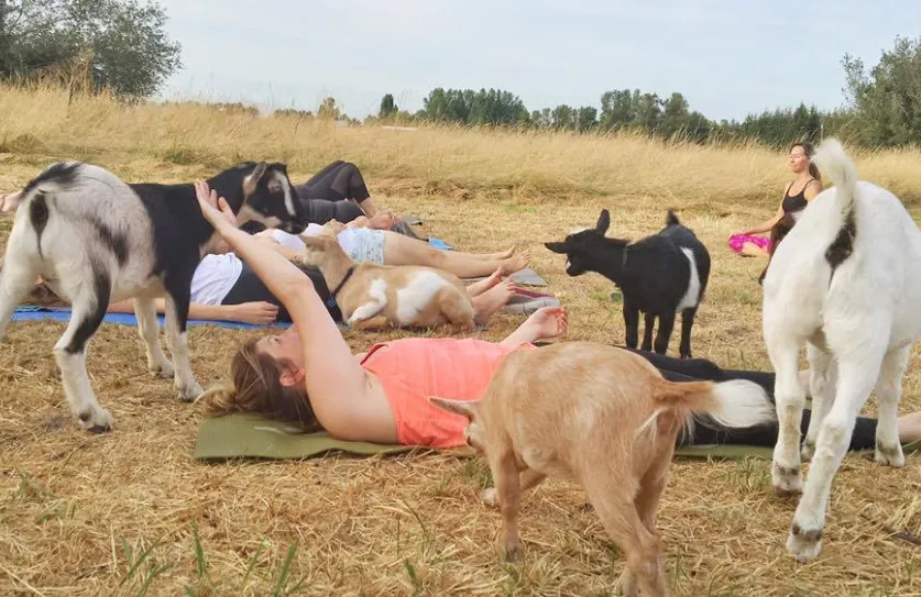 Goat Yoga © Lainey Morse