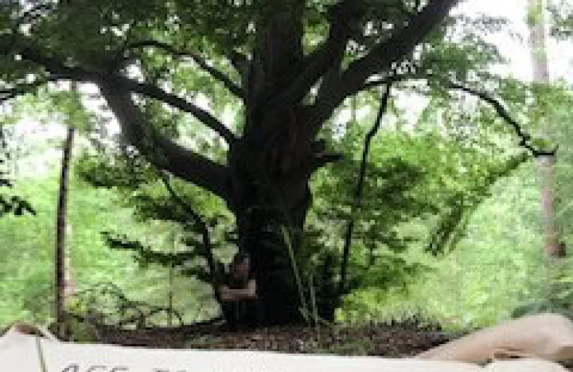 van houten plank tot Yogi 