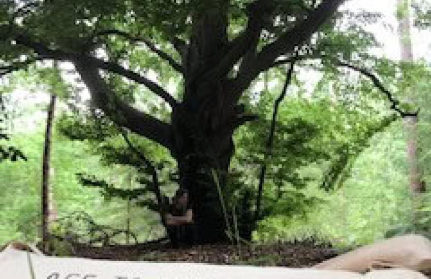 van houten plank tot Yogi 