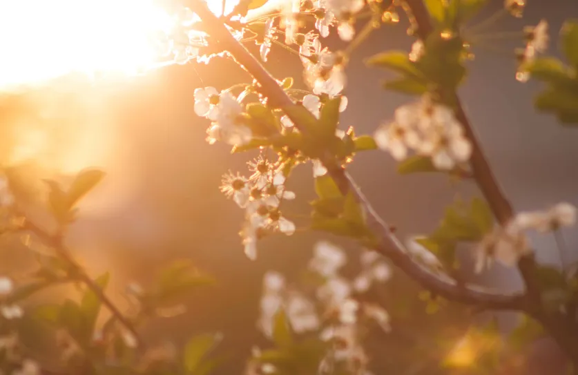 Lente yoga jaar van het hout