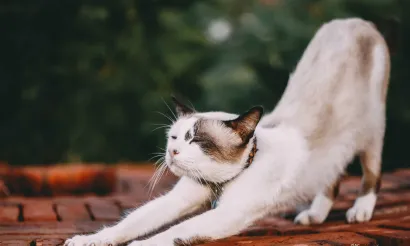 dierendag leuk yoga 