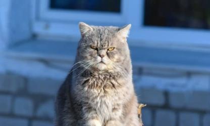 Yoga tegen een kater