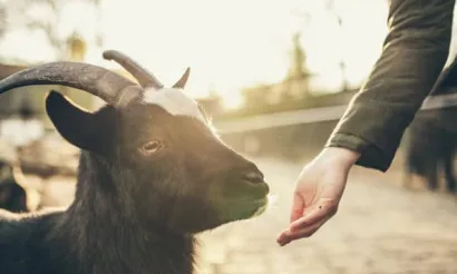 Geitenyoga in Amsterdam