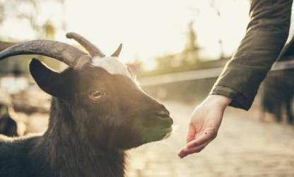 Geitenyoga in Amsterdam