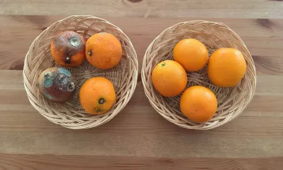 Fruit blijft langer vers! Foto Svitec 