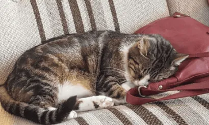 Yoga International aan de meowga	 © Kattencafé Kopjes