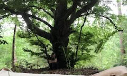 van houten plank tot Yogi 