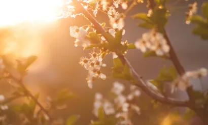 Lente yoga jaar van het hout