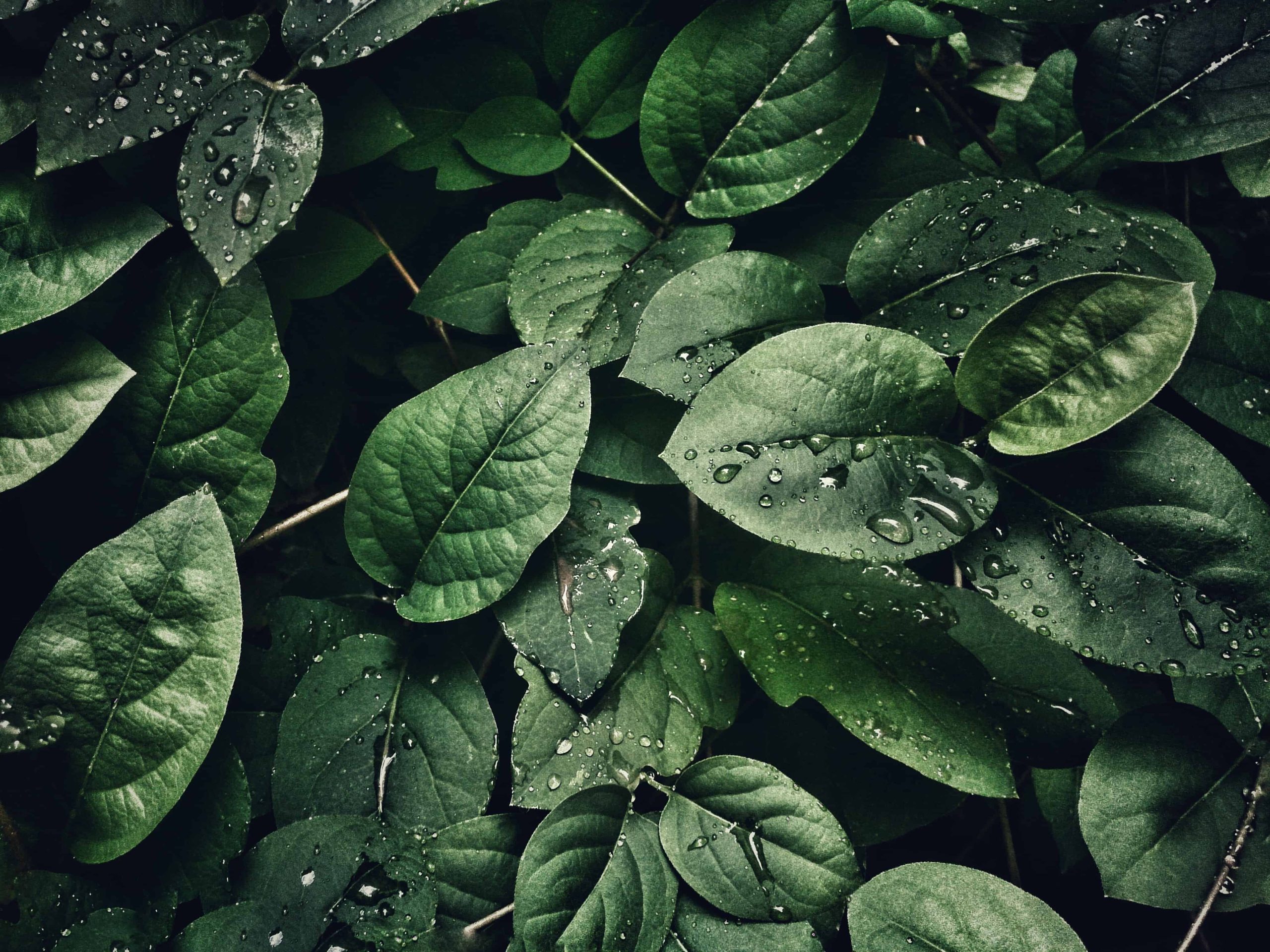 Muziek van planten op je telefoon