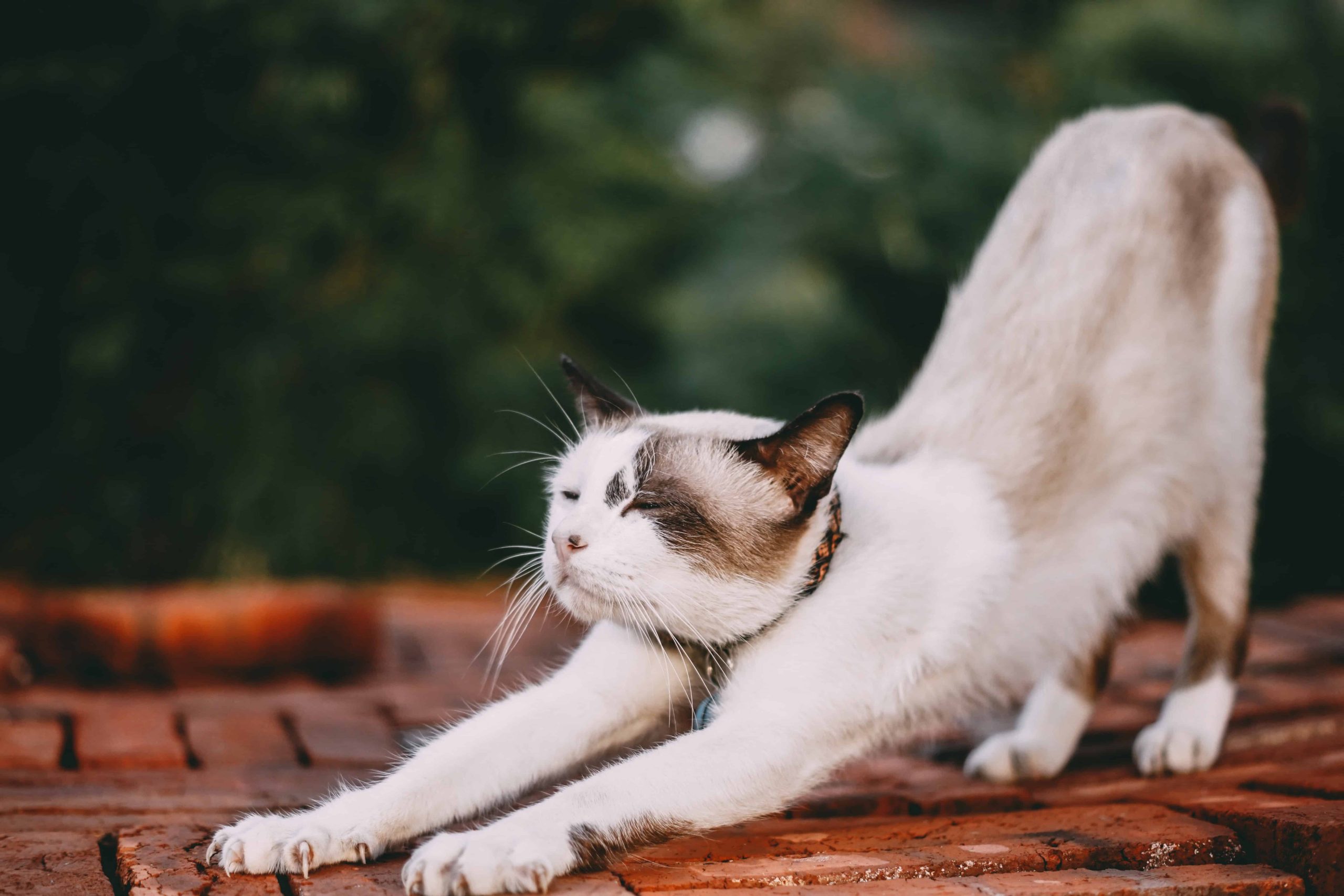 Overal dieren tijdens je yogasessie