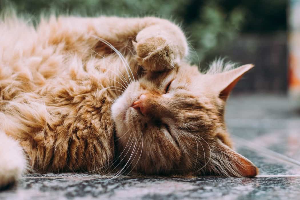 Yoga met dieren – Waarom is dit zo goed voor je?