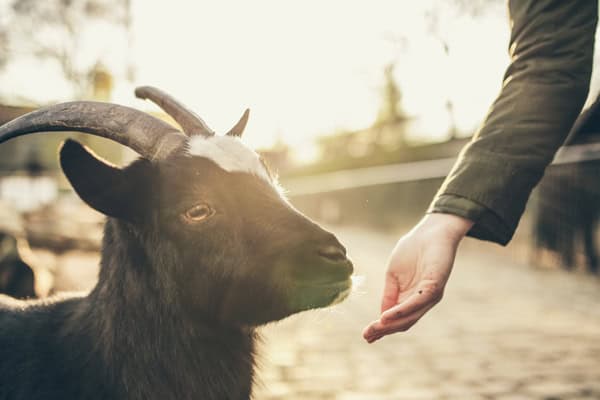Yoga tussen jonge geitjes