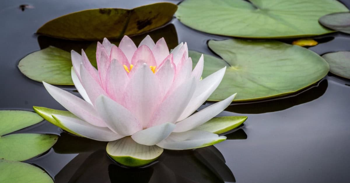 Dieper voelen met Kashmiryoga