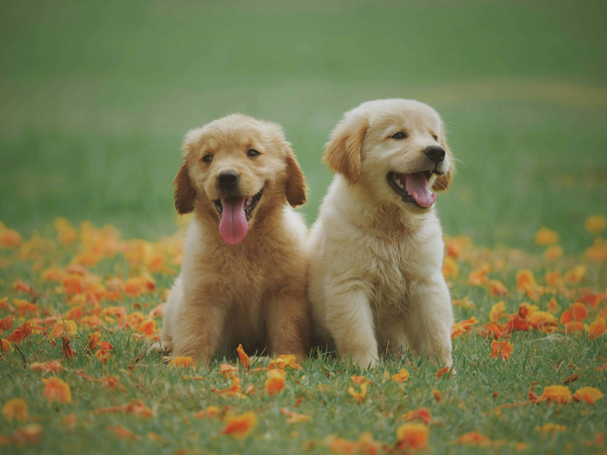 Isolde zet zich in tegen puppy yoga: ”Bekijk het vanuit de yama’s, mag jouw welzijn ten koste van anderen gaan?”