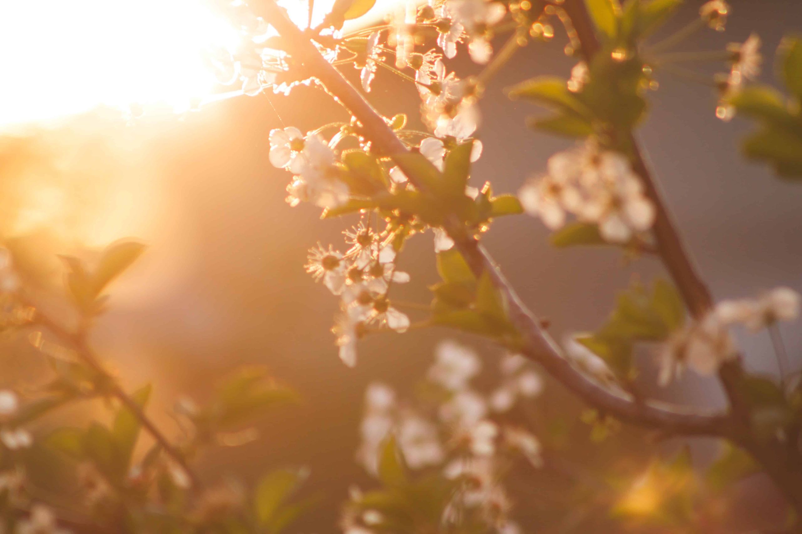De onmogelijke lente