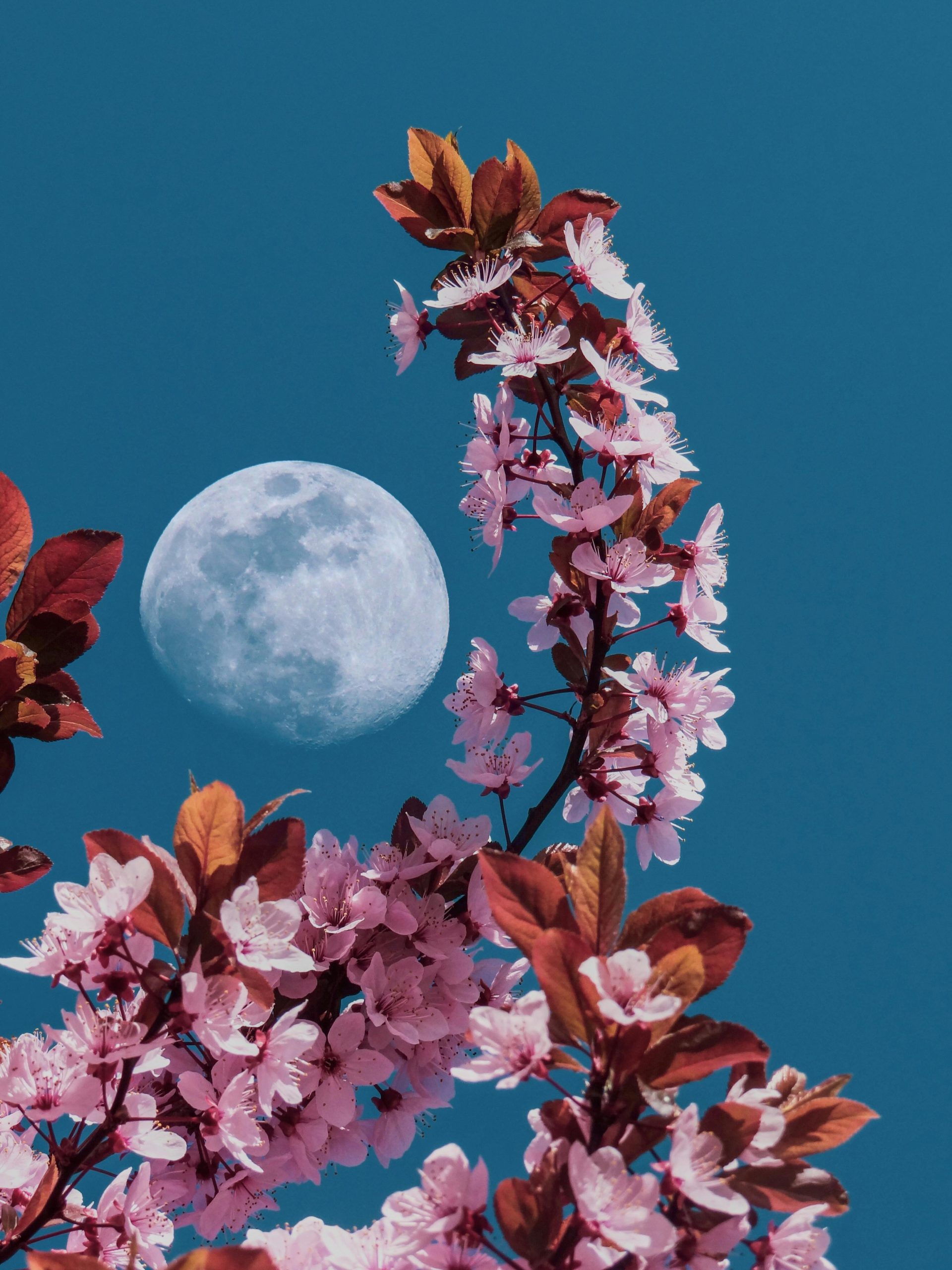 Lente vollemaan en haar invloed op je energie: hoe kun je deze energie gebruiken in je yogapractice?