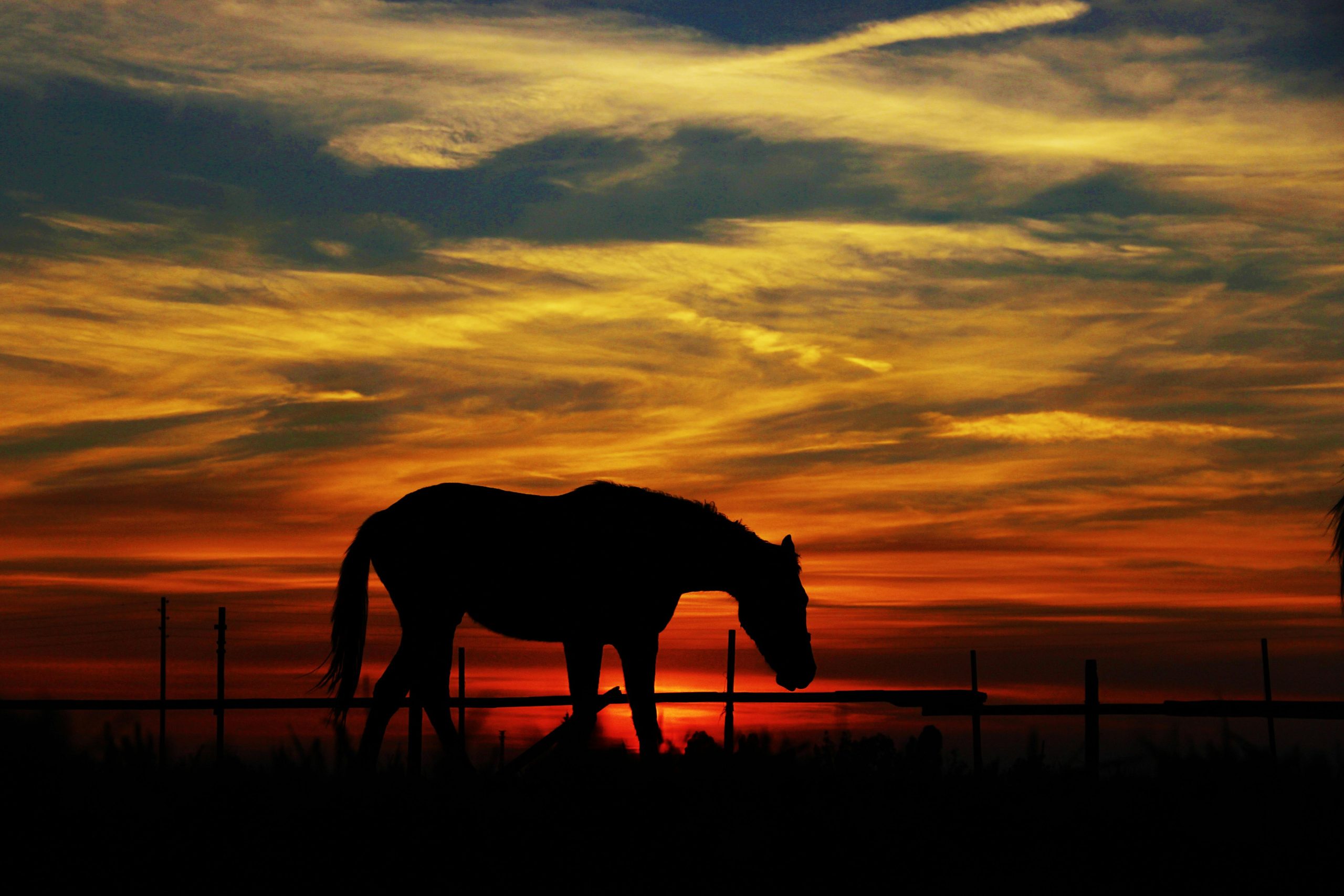 5x wat yogi’s kunnen leren van paarden