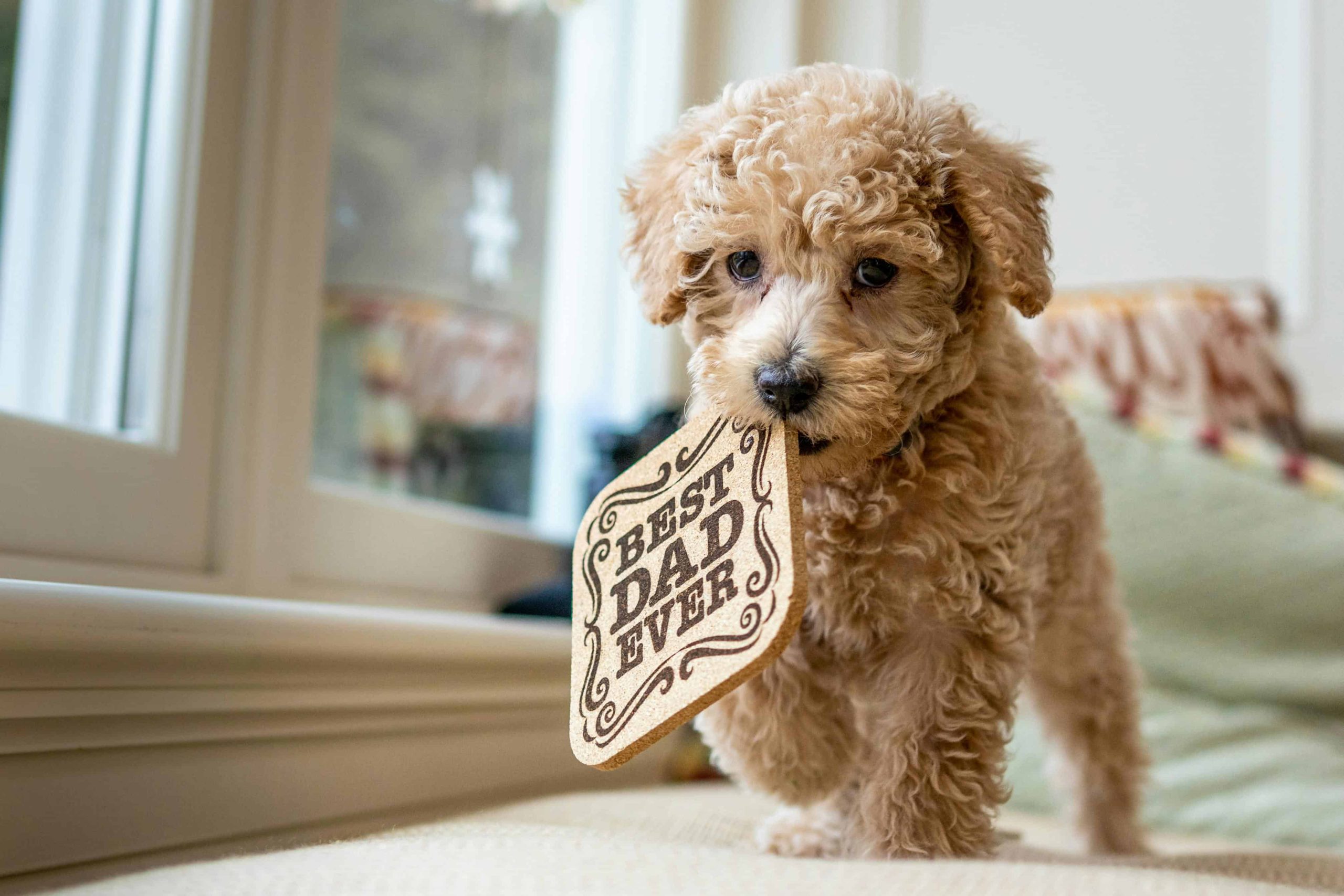 Is puppy yoga moreel gezien wel goed?