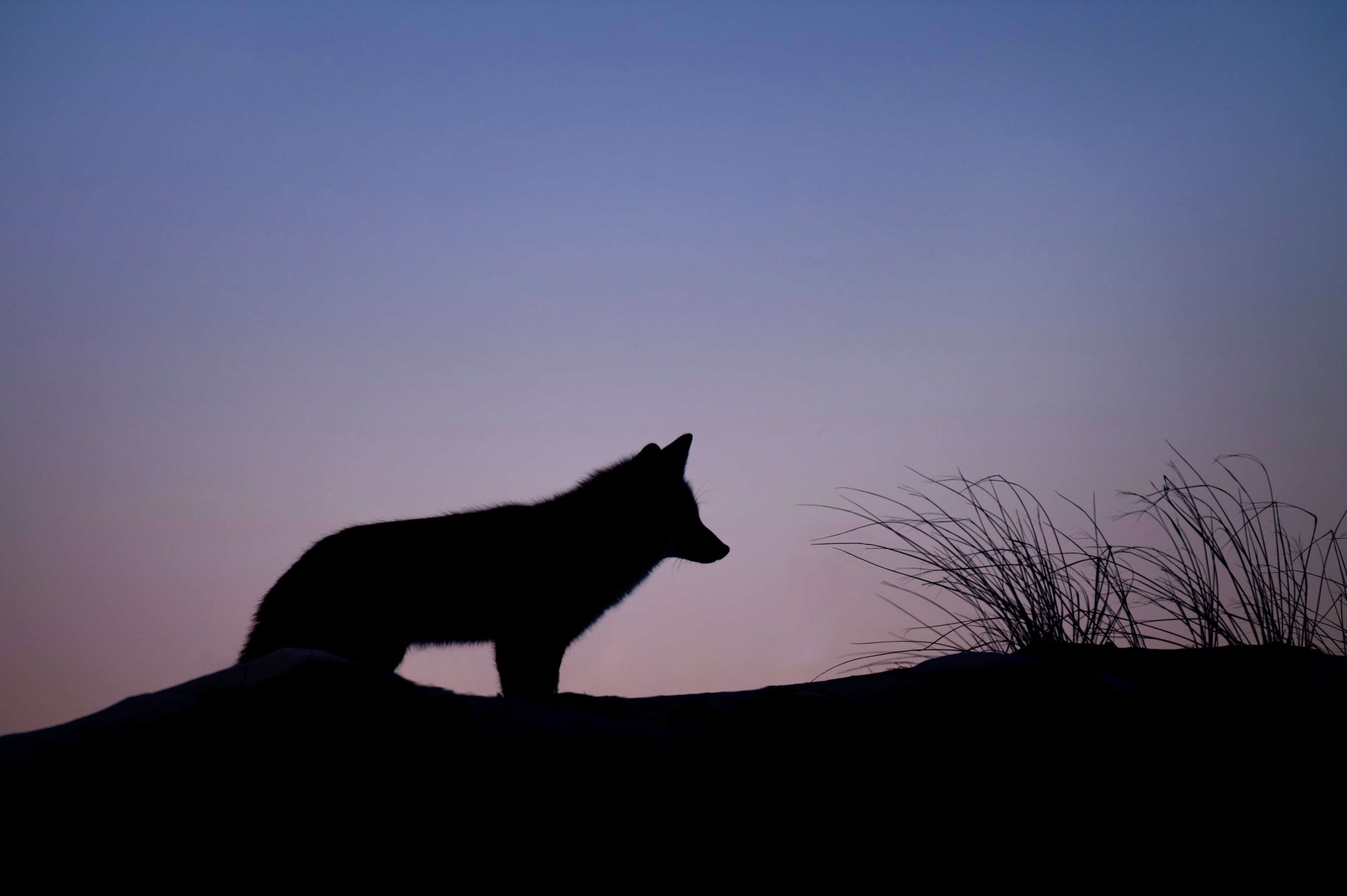 De twee wolven in onze gedachten