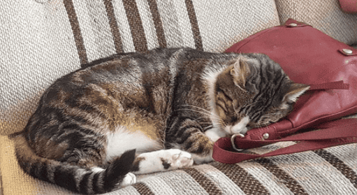 Yoga International aan de meowga
