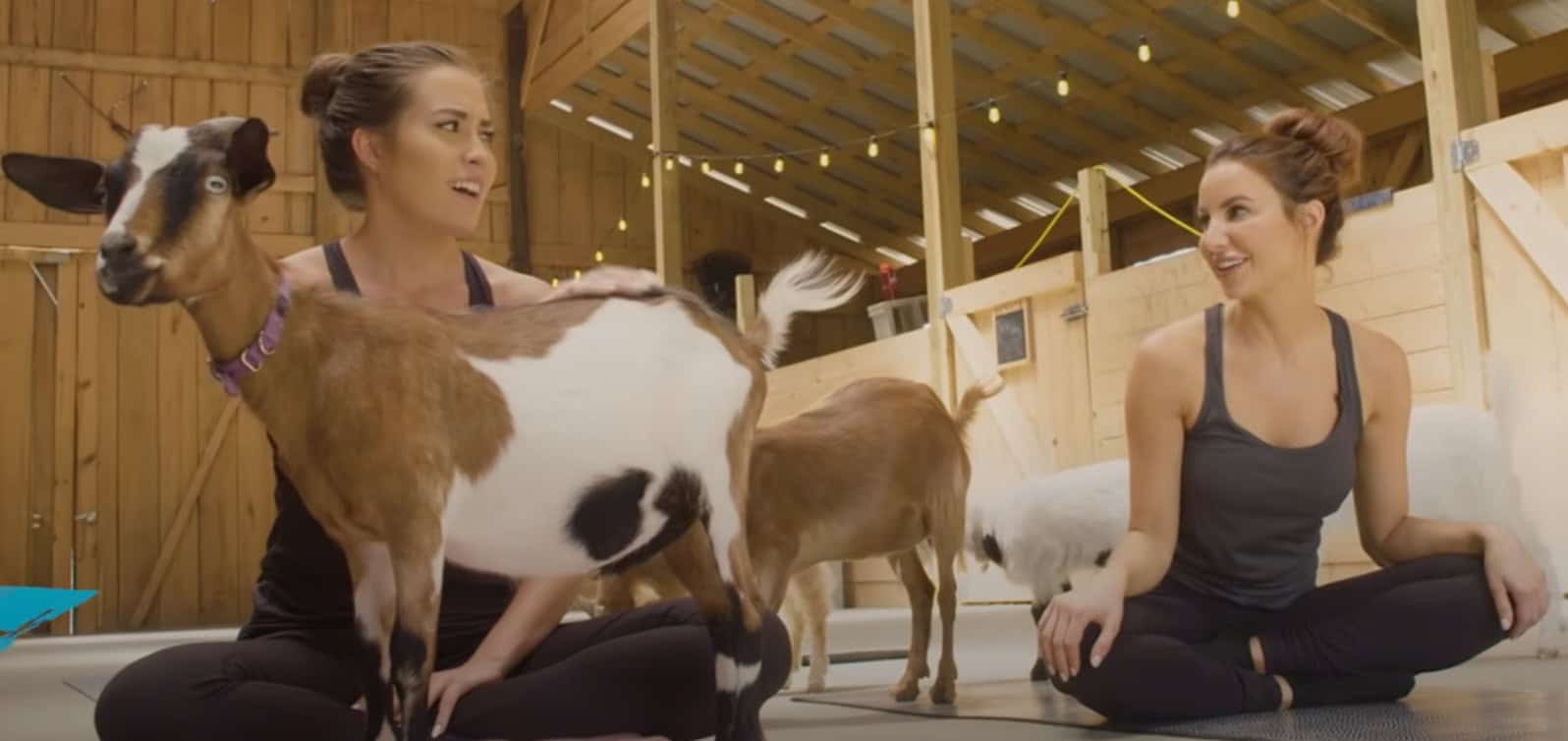 Geitenyoga: een bijzondere hype binnen de yogawereld