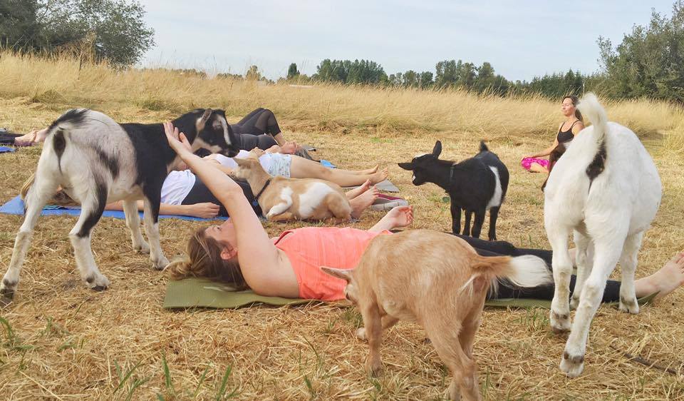 Yoga in de natuur: Geiten Yoga